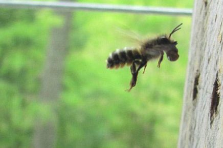 The buzz about mason bees