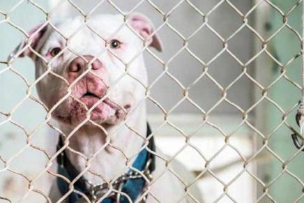 A look inside the Saugerties Animal Shelter
