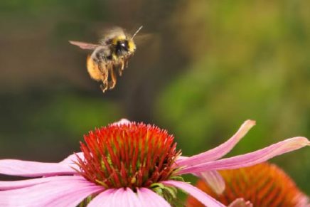 Help the bee population by cultivating more pollinator-friendly plants