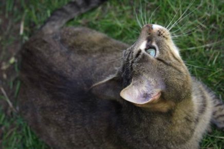 Town of Ulster debates feral cat problem