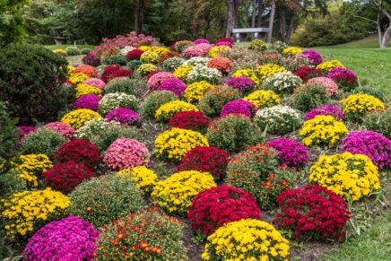Mum Festival this weekend