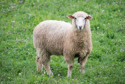 Dutchess Fairgrounds host NYS Sheep & Wool Festival