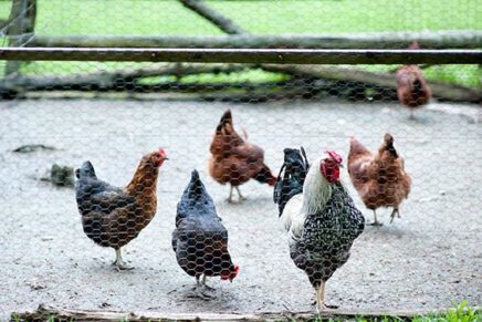 Ulster Town Board adopts chicken law, but wishes it didn’t