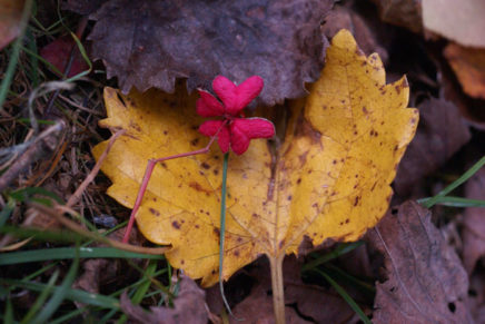 Nature Walk: Last of the leaves that won’t last