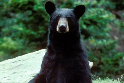 New York State seeks help locating bear dens
