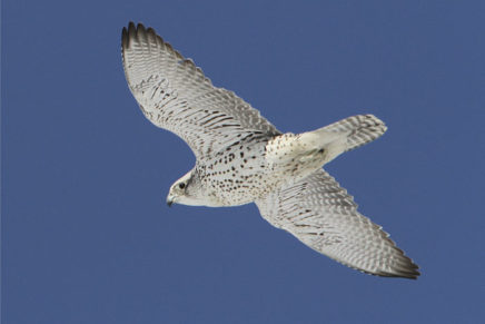 Christmas Bird Count participants needed for December 17 & 28