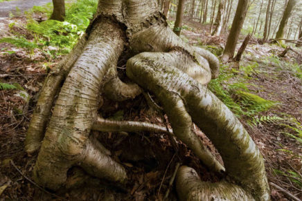 Black Dome Press publishes Nora Scarlett’s photo collection Trunks of the Gunks