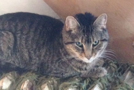 Registry of cat rescuers considered in New Paltz