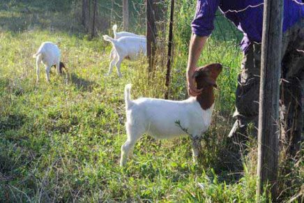 Benefit for Phillies Bridge Farm at Snugs this Sunday