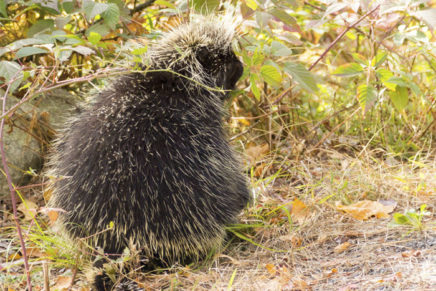 Porcupines in our region: Winter lecture series at SUNY New Paltz continues