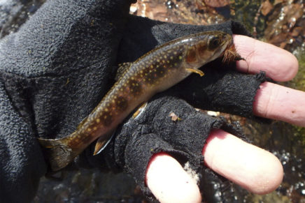 Annals of angling: A bump, a snag, and the deer hunters’ camp pool
