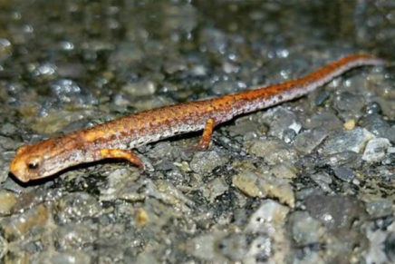 Big night: Amphibian populations crossing the roads