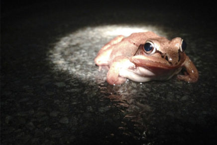Volunteers wanted for amphibian migration nights