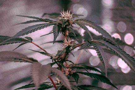 School districts find marijuana use has become increasingly normalized