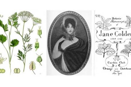 Jane Colden, America’s first female botanist, classified plants locally