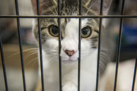 Vegan brunch to benefit Saugerties Animal Shelter