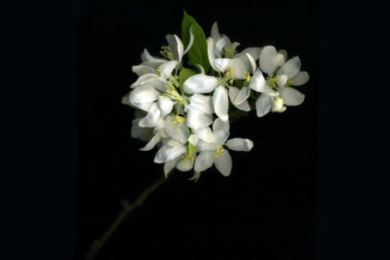 Apple Blossom Day: A Red Hook tradition