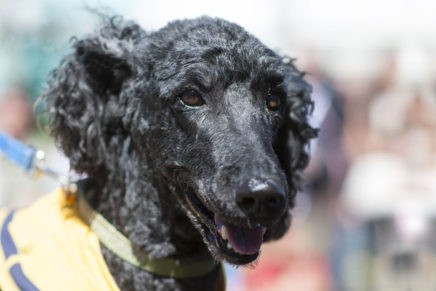 Mutt Strutt at Kingston Point Beach