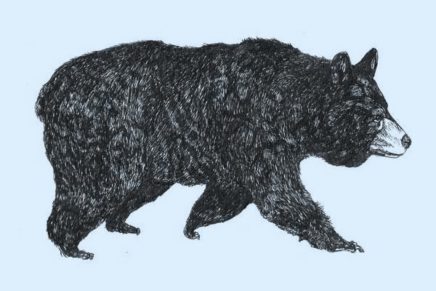 Bear complaints on the rise