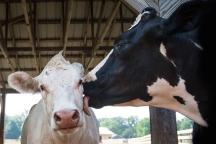 June Jamboree at Woodstock Farm Sanctuary in High Falls