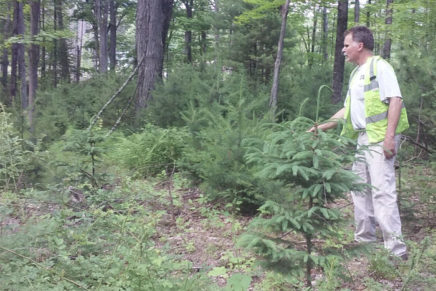 DEP says storm exacerbated culling of trees in Shokan