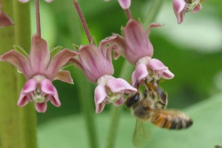 Planting for resettled honeybees at Thorn Preserve