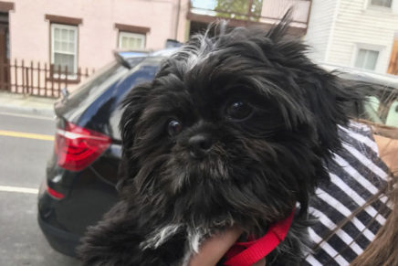 ‘Speed dating’ event matches shelter pups with people