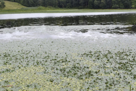 Algae bloom could shut down Saugerties beach