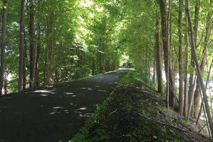 Letter: Walkers OK on the rail trail, but some pets out of control