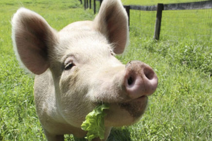 Pig Toast at Catskill Animal Sanctuary