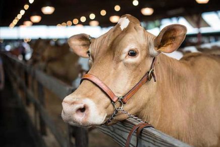 Dutchess County Fair in Rhinebeck