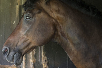 How equine therapy works