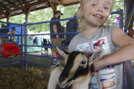 Away from the bright lights and fried dough, the fair’s farming tradition lives on