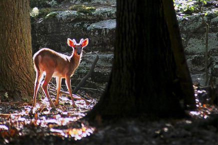 To hunt, or not to hunt? Panel debates ethics of deer population control