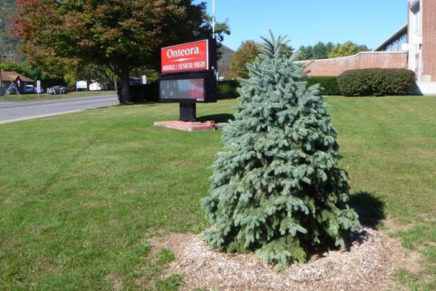 Onteora’s class of 1967 plants tree to remember departed classmates