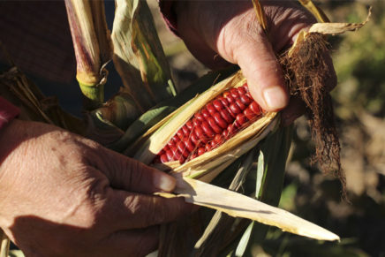 Sowing seeds to save societies 