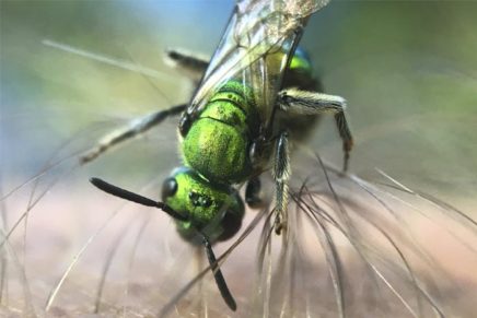 James Felice is a bug for insect photography