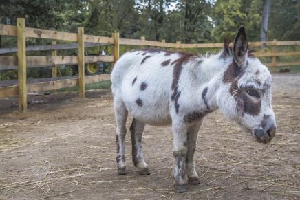 Donkey Park offers tranquility, on the hoof