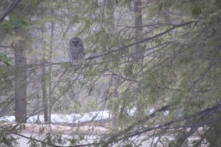 The Christmas Bird Count is one of the largest citizen-science endeavors, and anyone can join