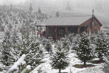 Cut-your-own Christmas tree at Bell’s Farm