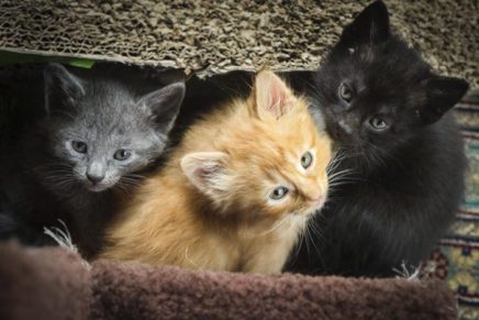 Adopt a furry friend at Morgan’s Cat Café in Red Hook