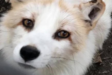 Arctic fox still missing after escape from Saugerties petting zoo