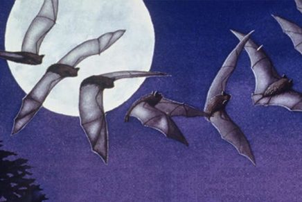 Learn about the hidden world of bats in New Paltz