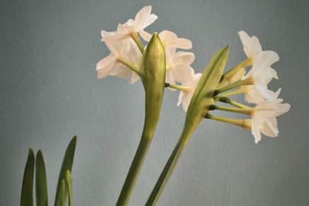 How to grow flowers in winter