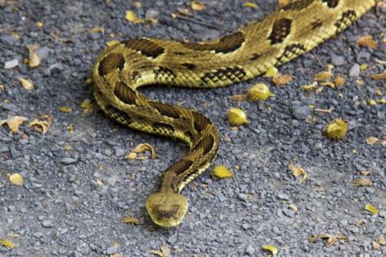 Nature-themed winter lecture series “Secrets of the Shawangunks” returns