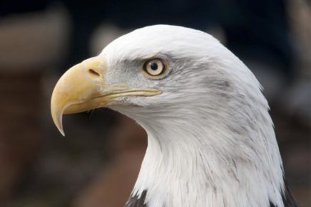 Annual EagleFest on the Hudson River this Saturday