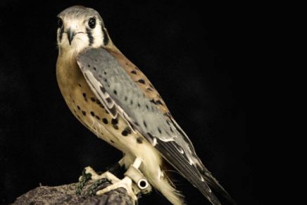 Call for falcon-spotters at Mohonk Preserve