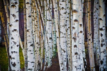 Erica’s Cancer Journey: The forest for the trees