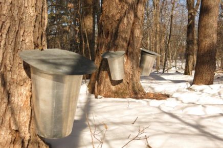 Maple tappers branch out