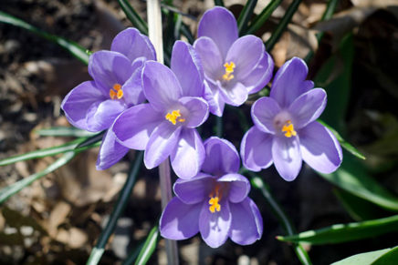 Kids Almanac: 3/15-21